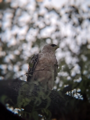 Hieraaetus wahlbergi