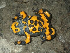 Bombina variegata variegata