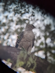 Hieraaetus wahlbergi