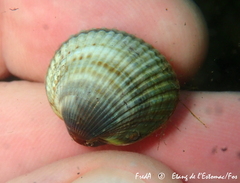 Cardiidae
