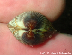 Cardiidae