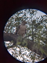 Hieraaetus wahlbergi