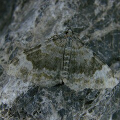 Coenotephria tophaceata
