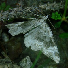 Coenotephria tophaceata