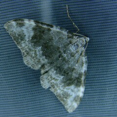 Coenotephria tophaceata
