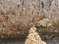 Stictoleptura canadensis