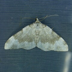 Coenotephria tophaceata