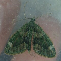 Chloroclysta siterata