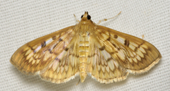 Herpetogramma thestealis
