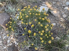 Chrysothamnus viscidiflorus viscidiflorus