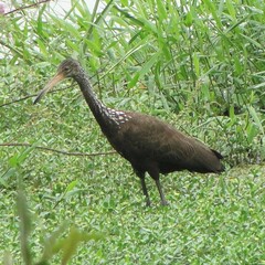 Aramus guarauna