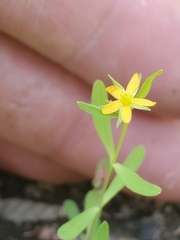 Hypericum canadense