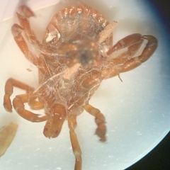 Amblyomma maculatum