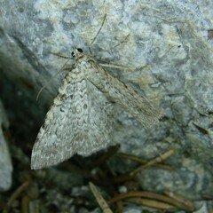 Camptogramma scripturata