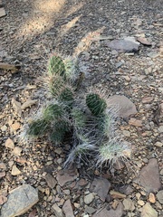 Opuntia polyacantha erinacea