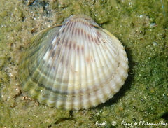 Cardiidae