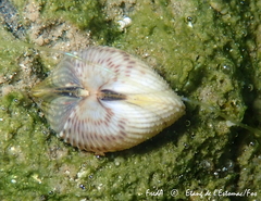 Cardiidae