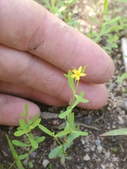 Hypericum canadense