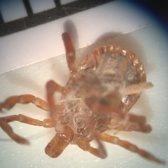 Amblyomma maculatum