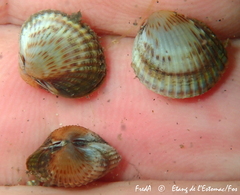 Cardiidae