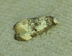 Phalonidia memoranda