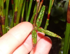 Rhynchosia leucoscias