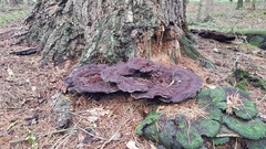 Phaeolus