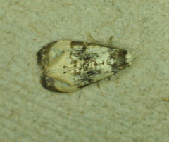 Phalonidia memoranda