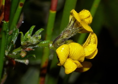 Rhynchosia leucoscias