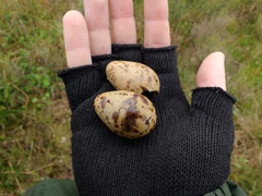 Vanellus chilensis