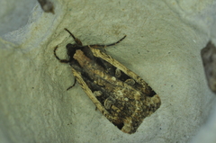 Eueretagrotis sigmoides