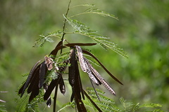 Leucaena leucocephala