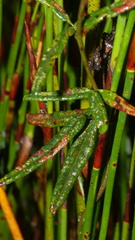 Rhynchosia leucoscias