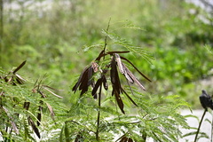Leucaena leucocephala