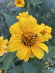 Heliopsis