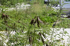 Leucaena leucocephala