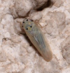 Macrosteles