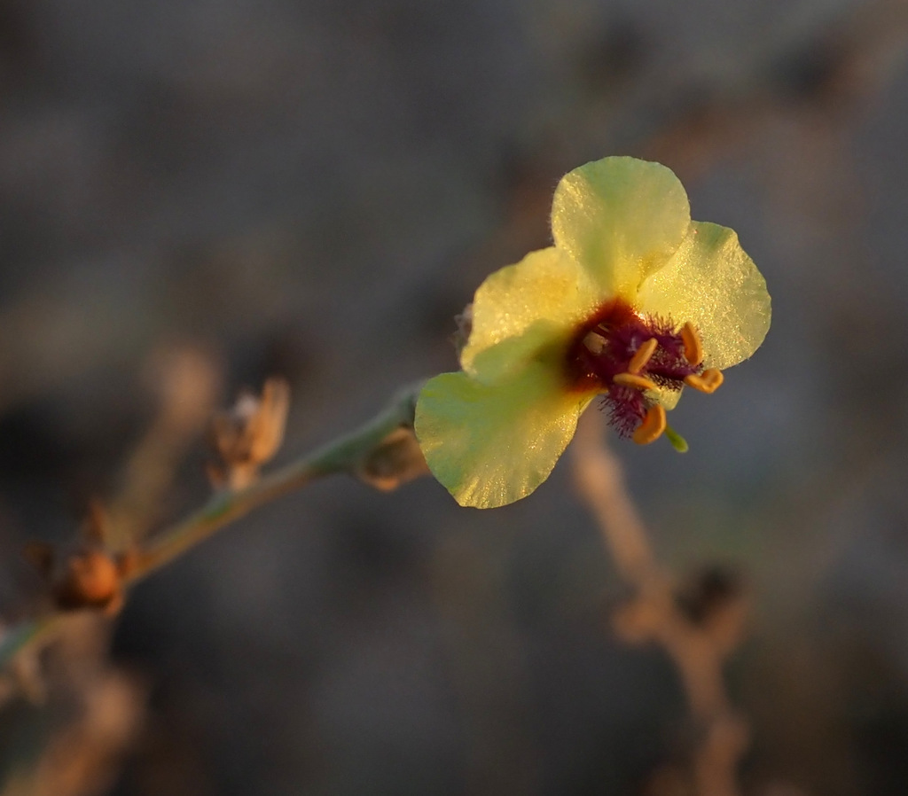 Verbascum eremobium