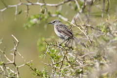 Cercotrichas coryphoeus