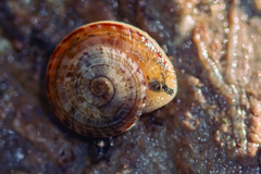 Backeljaia gigaxii