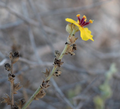 Verbascum eremobium