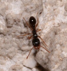Tetramorium caespitum