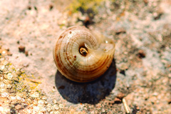 Backeljaia gigaxii