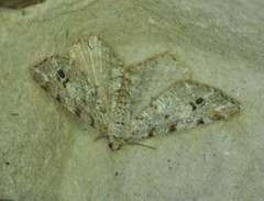 Macaria pinistrobata