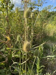 Dipsacus laciniatus
