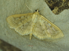 Herpetogramma aquilonalis