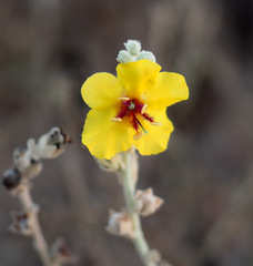 Verbascum eremobium