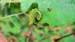 Euura pavida