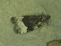 Apotomis capreana