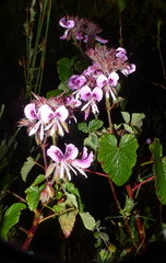Pelargonium cordifolium